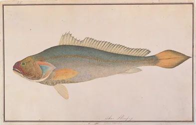 Bronze Croaker, aus Zeichnungen von Fischen aus Malakka, um 1805-18